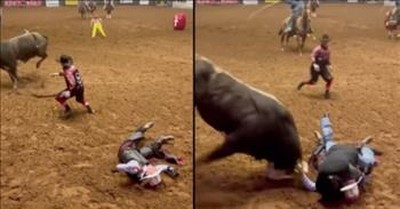 Dad Rushes To Save Unconscious Cowboy Before Bull Charges Into Them 