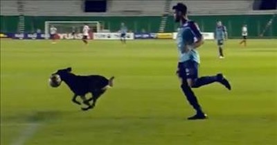 Dog Runs Onto Soccer Field And Steals Ball During The Game 