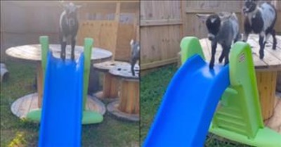 Baby Goats Get A New Slide And They Have No Clue How To Use it 