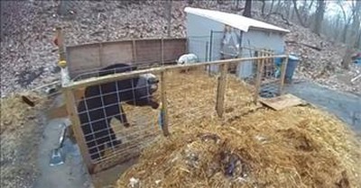Pigs Fight Back When Bear Tries To Enter Their Pen 
