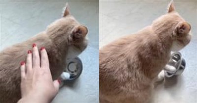 Cat Lets Everyone Know His Bowl Is Empty In The Funniest Way 