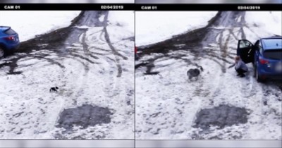 Big Dog Rescues Puppy Seconds Before Car Nearly Hits It