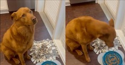 Precious Pup Waits For Owner To Pray Before Eating 
