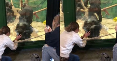 Chimpanzee At Zoo Mimics Girl Scrolling On Her Phone
