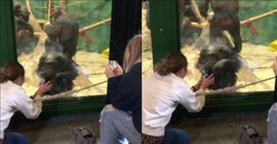 Chimpanzee At Zoo Mimics Girl Scrolling On Her Phone 