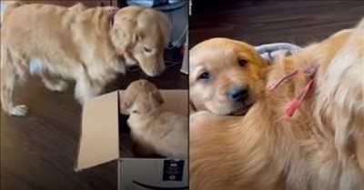 Golden Retriever Surprised With Puppy Of His Very Own 