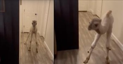 Baby Camel Adorably Finds Its Legs 