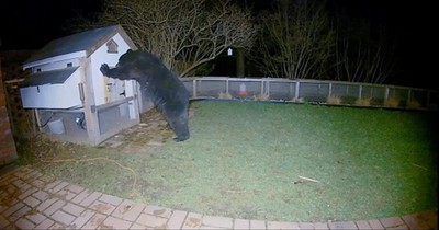 Security Camera Captures Bear Trying To Enter Chicken Coop Before Owner Intervenes