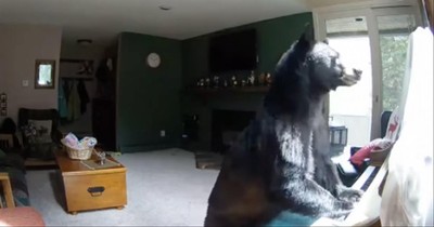 Bear Breaks Into Home And Starts Playing The Piano