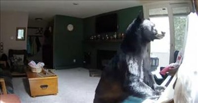 Bear Breaks Into Home And Starts Playing The Piano 
