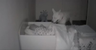 Sweet Dog Checks On Baby Every Night Before Going To Sleep