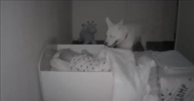 Sweet Dog Checks On Baby Every Night Before Going To Sleep 