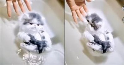 Fluffy Baby Kitten Adorably Floats On Water 