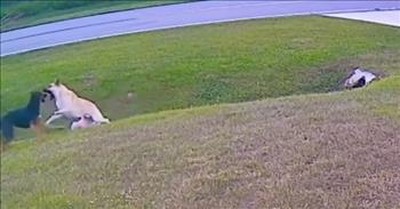 Pet Dog Saves Little Boy From Attacking Dog 