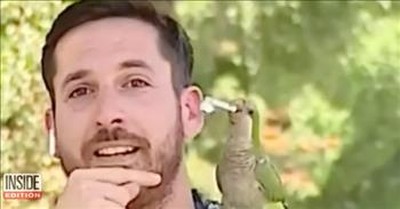 Curious Parrot Steals Reporter’s Earpiece On Live TV  