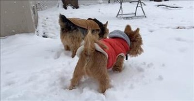 Adorable Dog Experiences His First Snow Playing with His Papa Pup 
