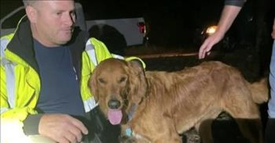 Golden Retriever Dog Protects 2 Girls Missing in the Woods 