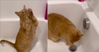 Adorable Cat Asks for Drink in Bathtub 