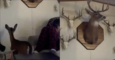 Baffled Deer Wanders Into A Trophy Room 