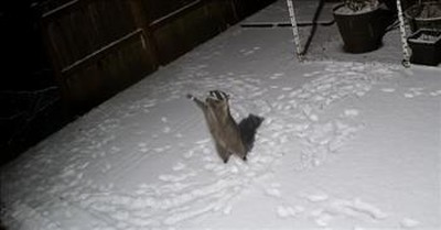 Raccoon Adorably Catches Snow in Viral Video 