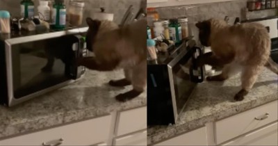 Cat Drags Microwave Oven Across Counter