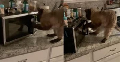 Cat Drags Microwave Oven Across Counter 