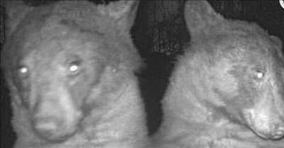 Bear Caught on Hidden Camera Taking 'Selfies' 