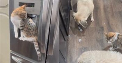 Smart Cat Gets Ice Cube Treats for Doggie Friends 