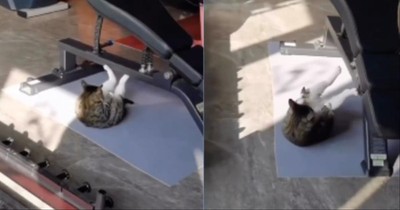 Cat Hits The Gym for Tummy-Trimming Exercises