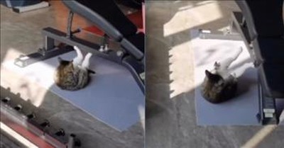 Cat Hits The Gym for Tummy-Trimming Exercises 