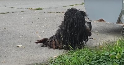 Severely Matted Dog Undergoes Incredible Transformation