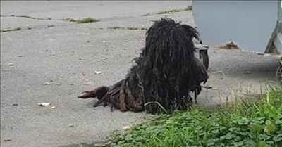 Severely Matted Dog Undergoes Incredible Transformation 