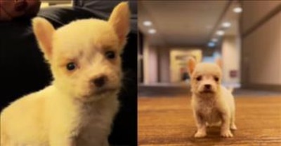 Doctors Feared She Wouldn’t Survive But Just Look At This Puppy Now 