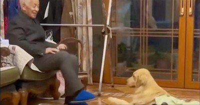 Golden Retriever Hilariously Copies Grandpa's Moves