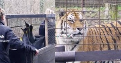 Stunned Tiger Sees Penguins For The First Time 