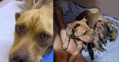 Pregnant Dog In Labor Begs For Shelter After Being Abandoned - Inspirational Videos