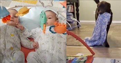Caring Dog Helps Her Humans Care For Twin Babies 