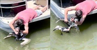 Boater In Florida Saves Pelican With Fish Stuck In Its Mouth 