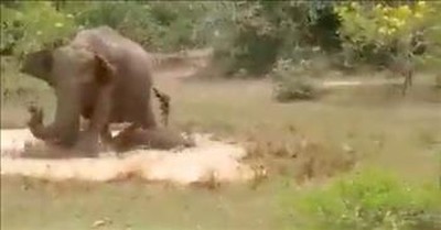 Jaw-Dropping Moment Mama Elephant Saves Baby From Crocodile 
