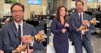 News Anchor Has The Sweetest Reaction To Puppy Falling Asleep In His Arms 