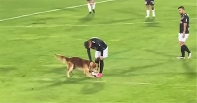 Dog Runs Onto The Field During Soccer Game And Steals The Ball