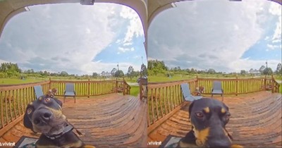 Dog Rings Doorbell And Then Barks Because ‘Someone’ Is At The Door