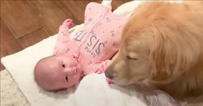 Golden Retriever And Baby Girl Are The Best Of Friends 