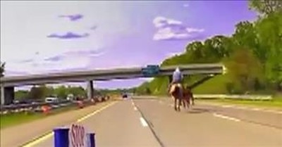 Cowboy Lassos Cow Running On Busy Highway 