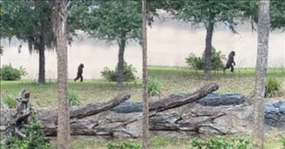 Camera Captures Gorilla Walking Like A Human On 2 Legs 