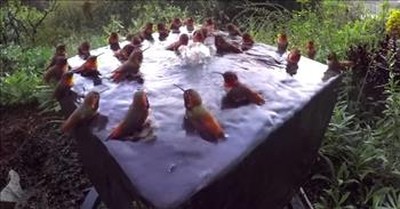 Camera Captures 30 Hummingbirds Enjoying A Pool Party 