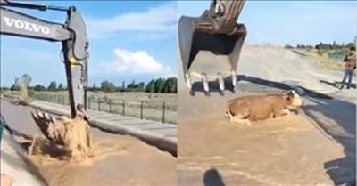 Excavator Operator Saves Baby Calf Stuck In Canal 