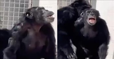 Chimpanzee Freed From Testing Facility Sees Sun For The Very First Time 