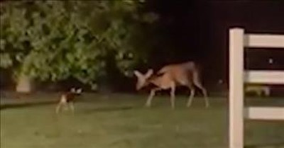 Strangers Team Up To Rescue Baby Fawn From A Storm Drain, Then Reunite It With Its Mama 