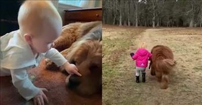 135-Pound Giant Dog Takes Delicate Care Of Toddler 